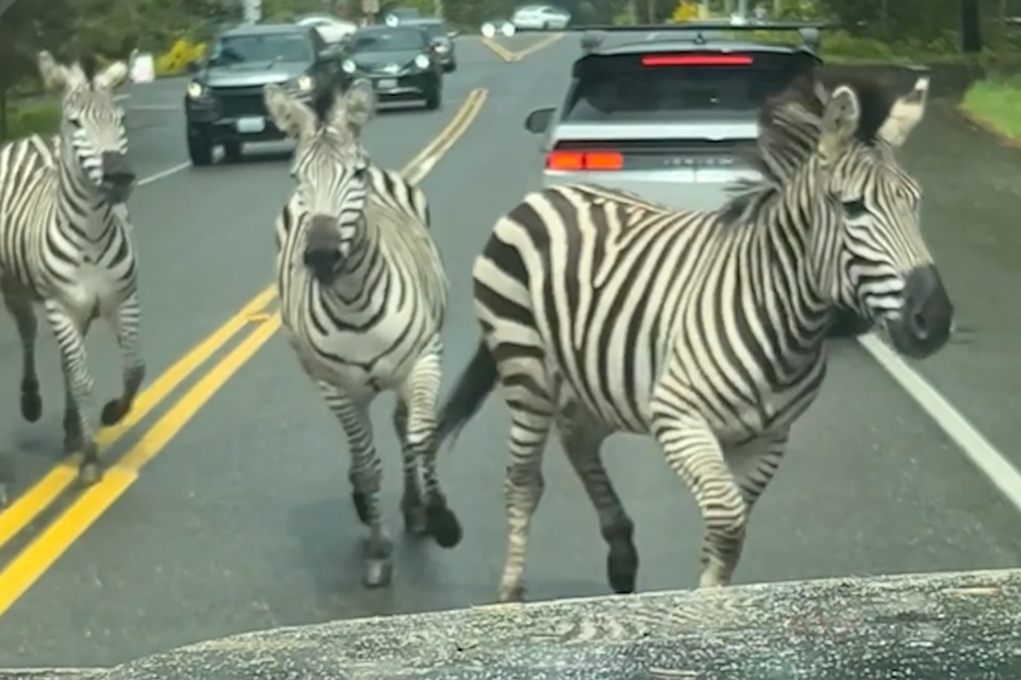 Zebras take over road in Washington state: ‘What the hell?’