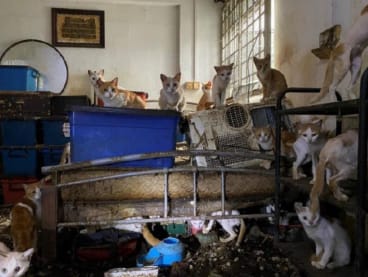 Two dead cats, some skeletal remains and 41 live cats were found in a vacant flat. 