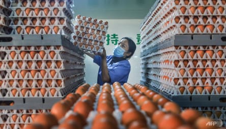 China heatwave pushes up prices as hens lay fewer eggs