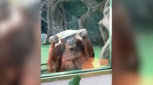 Орангутан из Московского зоопарка попытался убраться в своем вольере