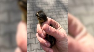 Утка вывела птенцов в дупле столетнего дуба в Калининградском зоопарке