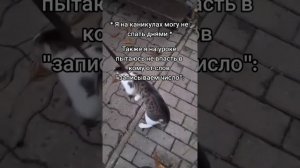 милый котик