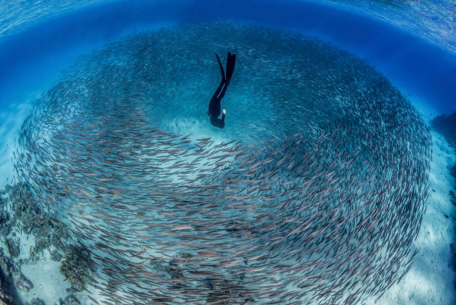 קחו אוויר: תמונות זוכות מתחרות צילומים מתחת למים