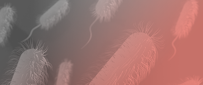 Co-Circulation of <em>Leishmania</em> Parasites and Phleboviruses in a Population of Sand Flies