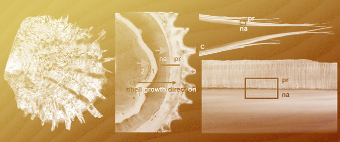 Evidence of a Scheduled End for Prism Growth in the Shell of <em>Pinctada margaritifera</em>: Closure of the Calcite Biomineralization Area by a Specific Organic Membrane