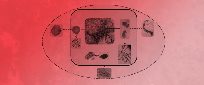 Saprophytic Filamentous Fungi against Helminths Affecting Captive Wild Animals