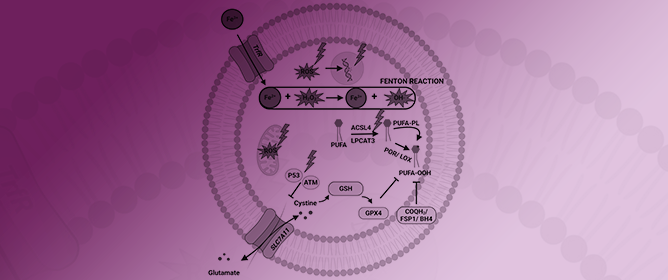 Ferroptosis: Frenemy of Radiotherapy