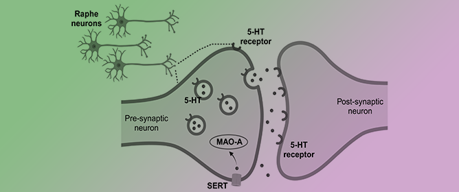 Revisiting the Role of Serotonin in Sleep-Disordered Breathing