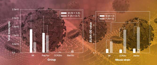 Immune Responses in Oral Papillomavirus Clearance in the MmuPV1 Mouse Model