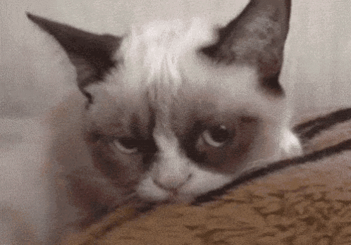 C    GIF - Cat Grumpy Cat Poke - Discover & Share  GIFs