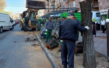 Геноцид «старых деревьев» продолжается (фоторяд)