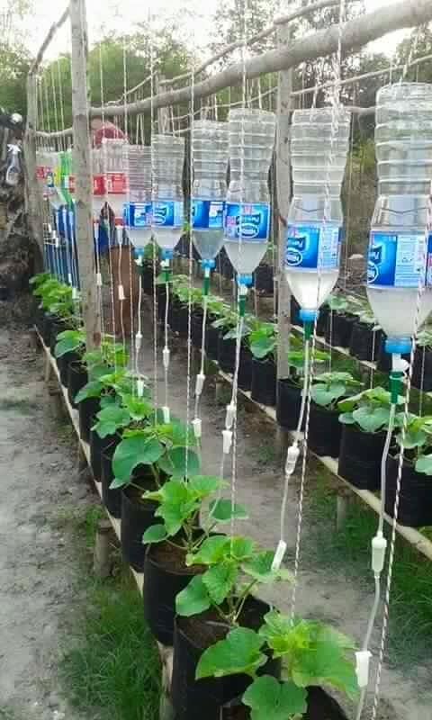 when nurse's garden they do a gtt irrigation *source is the urban farm and garden*: 