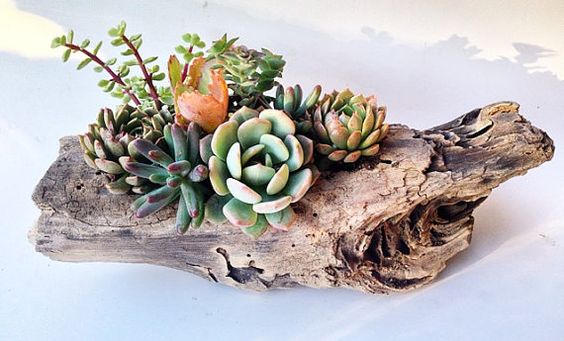 Succulent Driftwood Planter Pastel Small by SucculentsSoSweet: 