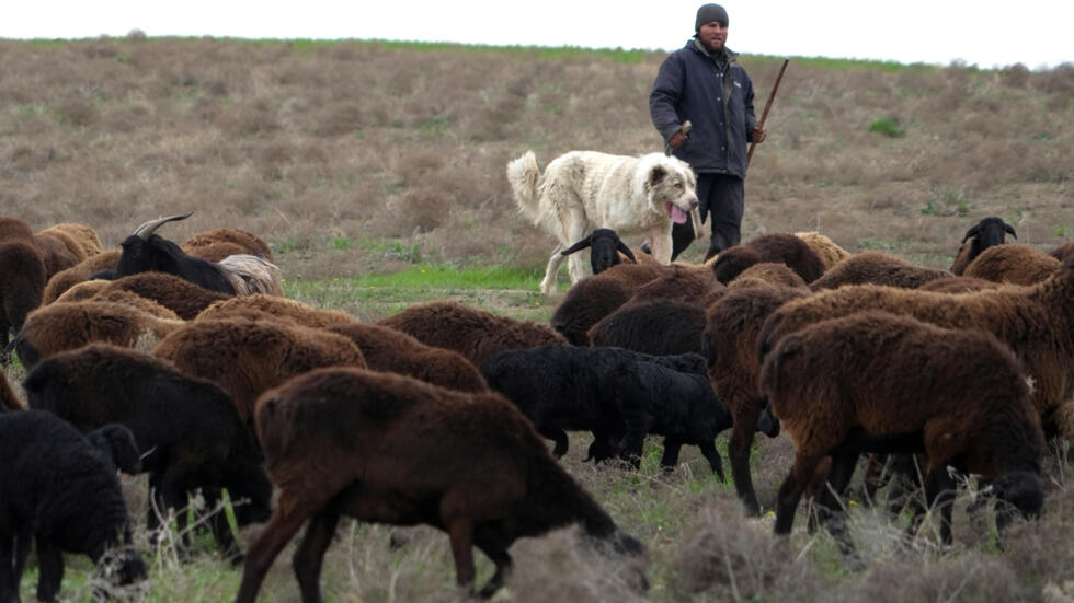 Le berger Bakhtior Charipov et son troupeau de moutons de Hissar le 27 mars 2024, dans l'ouest du Tadjikistan