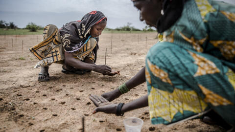 Des femmes participent à un programme de reboisement dans le village de Malamawa, au Niger, le 30 juillet 2019.