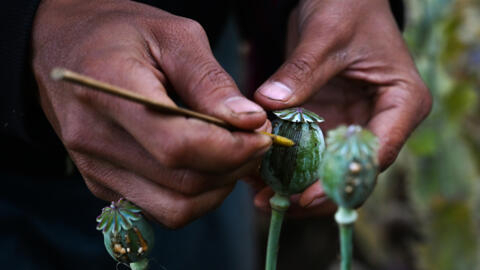 A man works in an illegal poppy field in Myanmar