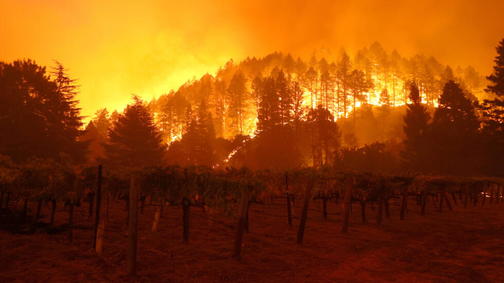 A forest fire burns through California's Napa Valley last May