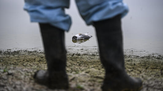 Un oiseau de mer soupçonné d'être mort de la grippe aviaire H5N1 sur une plage de Lima, le 1er décembre 2022