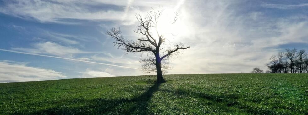 L'ombre d'un arbre dans un champs, dans l'ouest de la France, le 27 décembre 2022.