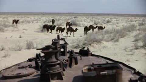 Верблюды проходят мимо "кладбища кораблей" в пустыне Аралкум на месте бывшего Аральского моря. Муйнак, Каракалпакстан, Узбекистан. Апрель 2010 г.