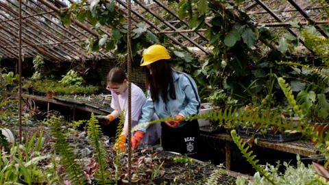 Студенты убирают осколки стекол из горшков с растениями в ботаническом саду Одессы. 5 апреля 2024