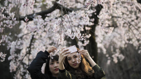 The average blossom start date for cherry trees in Japan has moved forward by 1.2 days per decade since 1953.