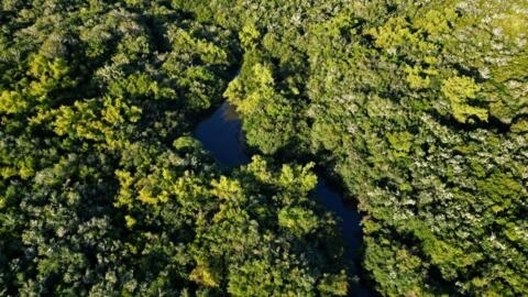 When a forest's canopy is made up of a many different species, it acts as a buffer that preserves the forest’s microclimate – and therefore its ecosystem, scientists have found.