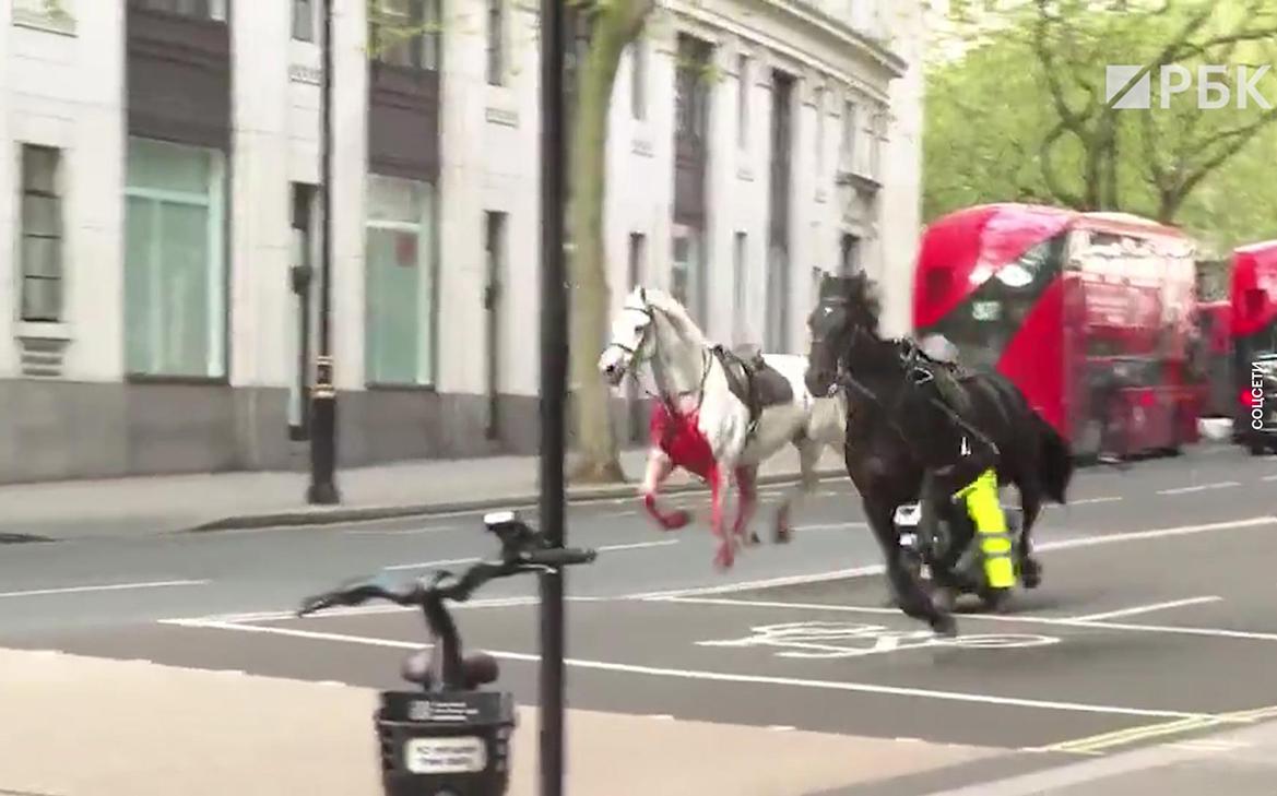 Разбит автобус, четверо пострадали: в центре Лондона сбежали две лошади