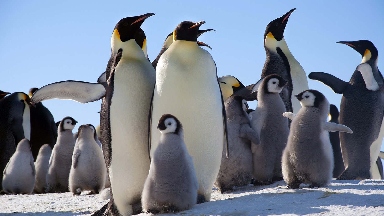 <p>Масштабное таяние ледников в Антарктиде может привести практически к полной гибели императорских пингвинов</p>