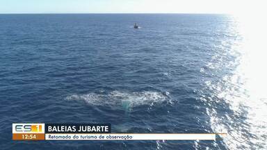 Baleias jubarte dão show de beleza no mar no ES - Veja a seguir.