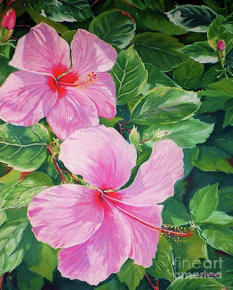 pink-hibiscus-john-clark.jpg