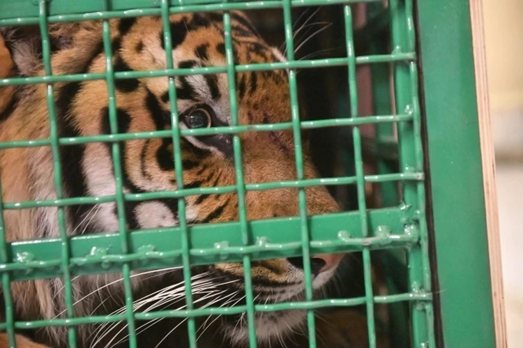 Семья малыша, пострадавшего от нападения тигра в «Тайгане», отказалась от претензий к Олегу Зубкову