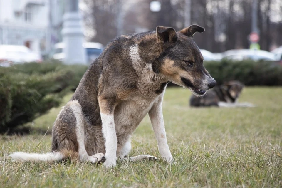 В Севастополе ребенку заплатят 70 тысяч рублей за укус бродячей собаки