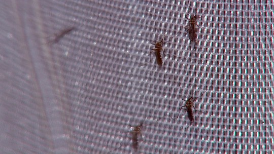 Guarujá confirma morte de adolescente por dengue; região chega a 10 em 2024 - Foto: (Reprodução EPTV)