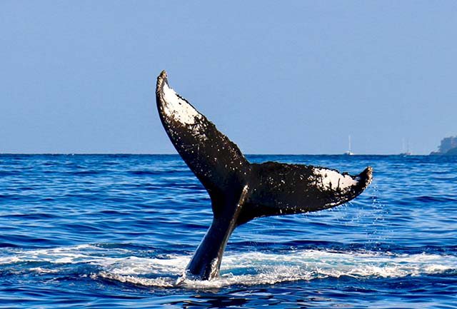 Где увидеть китов в России: топ-10 лучших мест