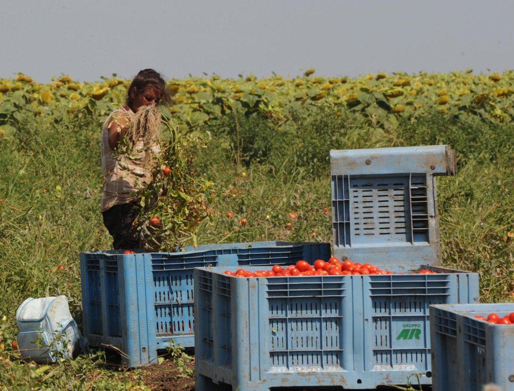 A person involved in tomato picking in the Foggia area of southern Italy | Photo:ARCHIVE ANSA / FRANCO CAUTILLO