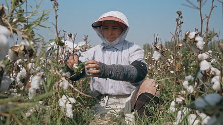 Uzbekistan's cotton industry rebounds after boycott