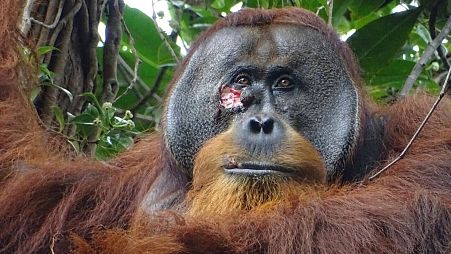 A wound on Rakus, a wild male Sumatran orangutan in Gunung Leuser National Park, Indonesia, on 23 June 2022, two days before he applied chewed leaves from a medicinal plant.