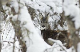 Браконьер застрелил краснокнижную кабаргу в Забайкалье