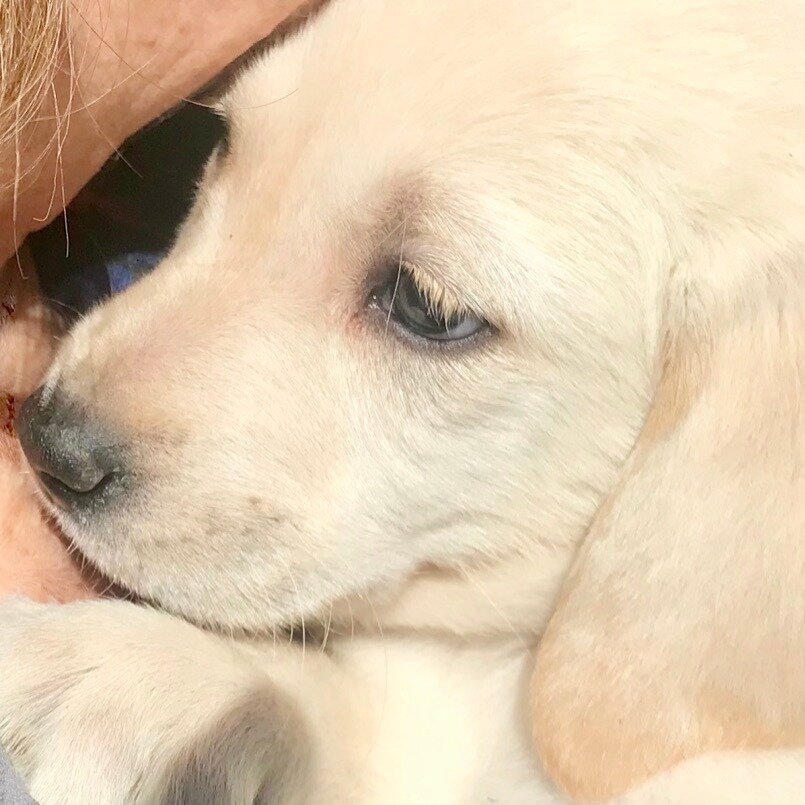 An 8-week-old white puppy named Jasmine.