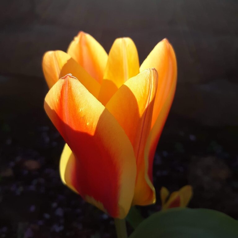 An orange and yellow flower in the sunlight.