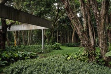 Ground-hugging aluminum plant, native to Southeast Asia, surrounds a gnarled grumixama, a fruiting tree indigenous to the Atlantic rainforest, at the Brazilian landscape architect Isabel Duprat’s Jardim Botânico in São Paulo, completed in 2013.