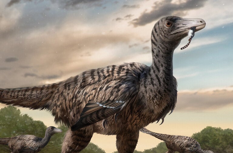 The 90-million-year-old raptor, named Fujianipus yingliangi, is believed to have competed with tyrannosaurs of similar size in Cretaceous China.