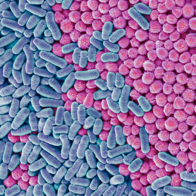 A scanning electron micrograph shows long, pill-like bacteria cells colored blue and rounder cells in pink.