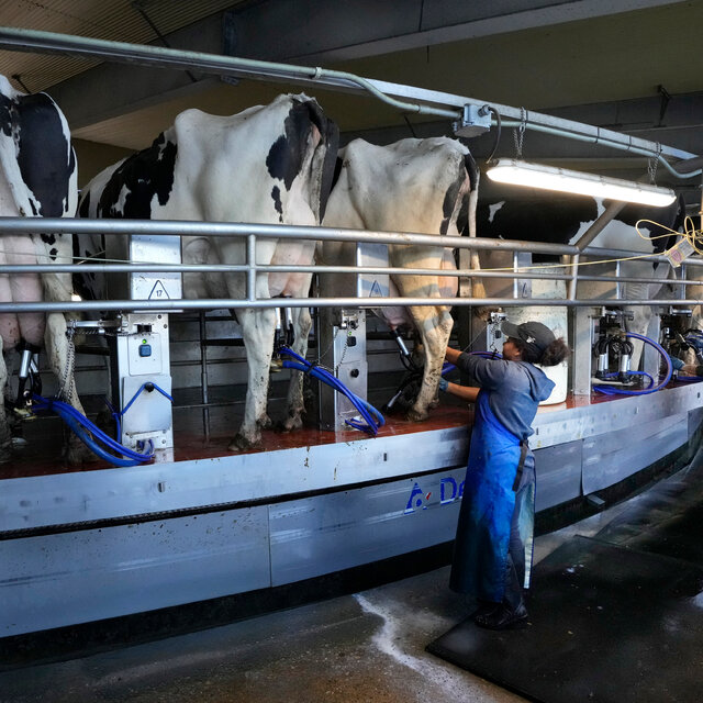 A worker attends to a cow at a milking station on a farm.
