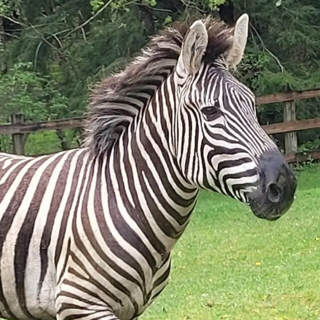 A zebra in a field. 