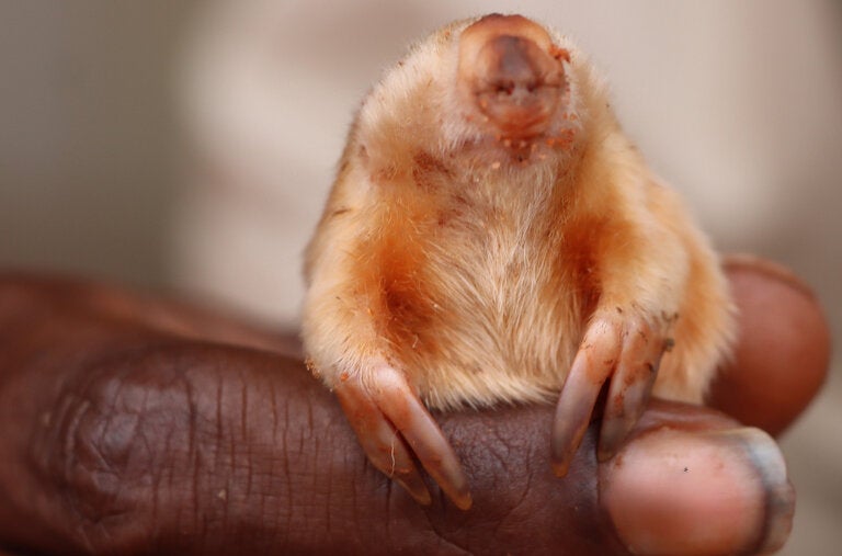 The blind, elusive northern marsupial mole, so rare that scientists aren’t sure how many there are in the wild.