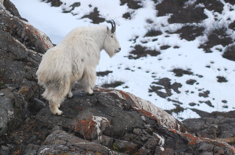An adult male mountain goat in late winter, near Juneau Icefield, in Alaska.