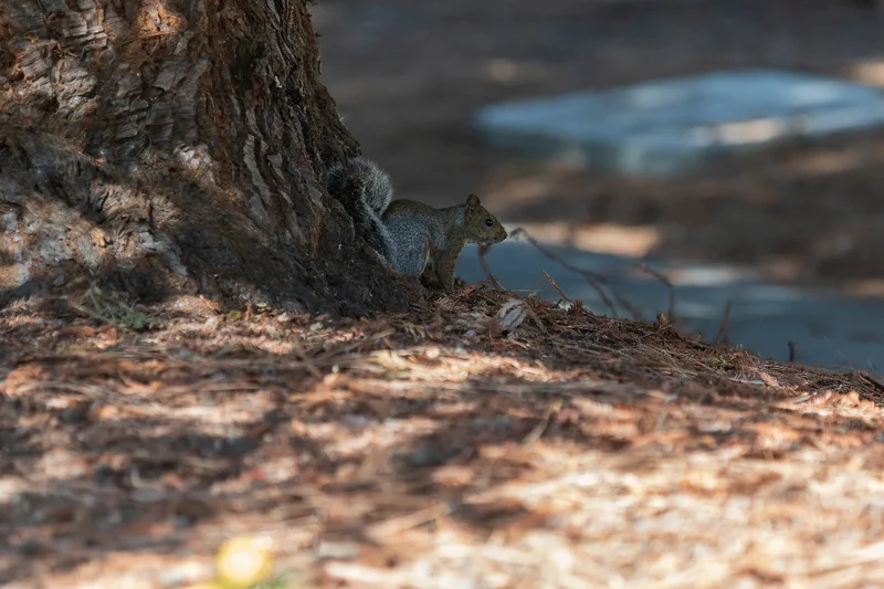 A gray squirrel sits at the base of an oak tree, looking right.