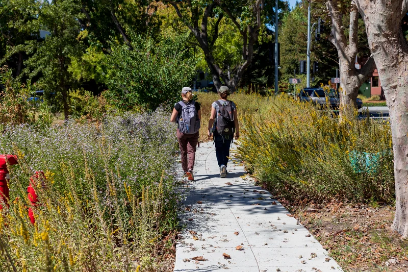 Two people wearing backpacks and baseball caps walk along a path between native plants.